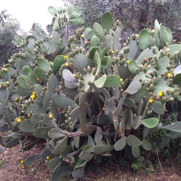 cespuglio di cactus