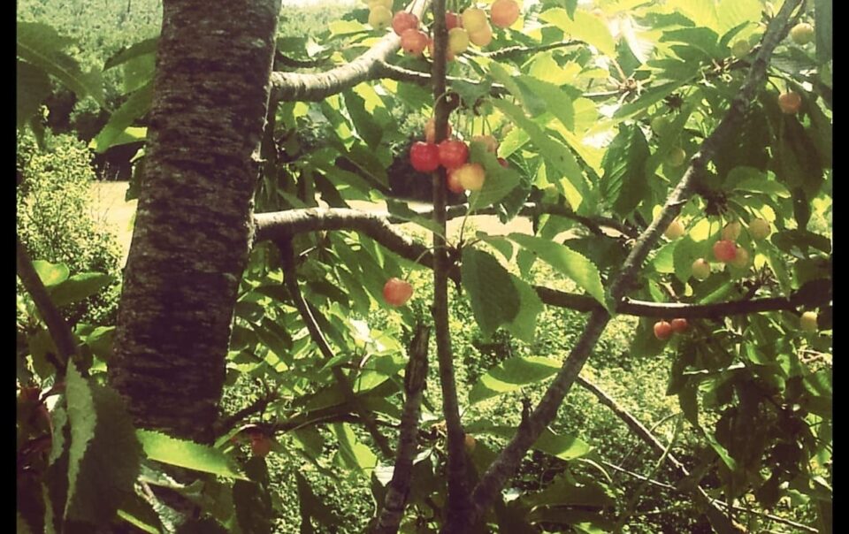 frutti appesi a un ramo immerso nel fogliame