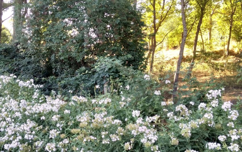 sul ciglio della strada siepe di fiori bianchi con un boschetto in secondo piano