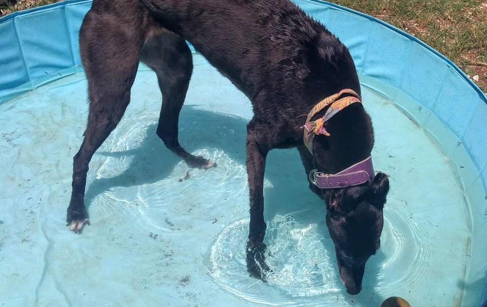 un cane in una piscinetta mentre beve