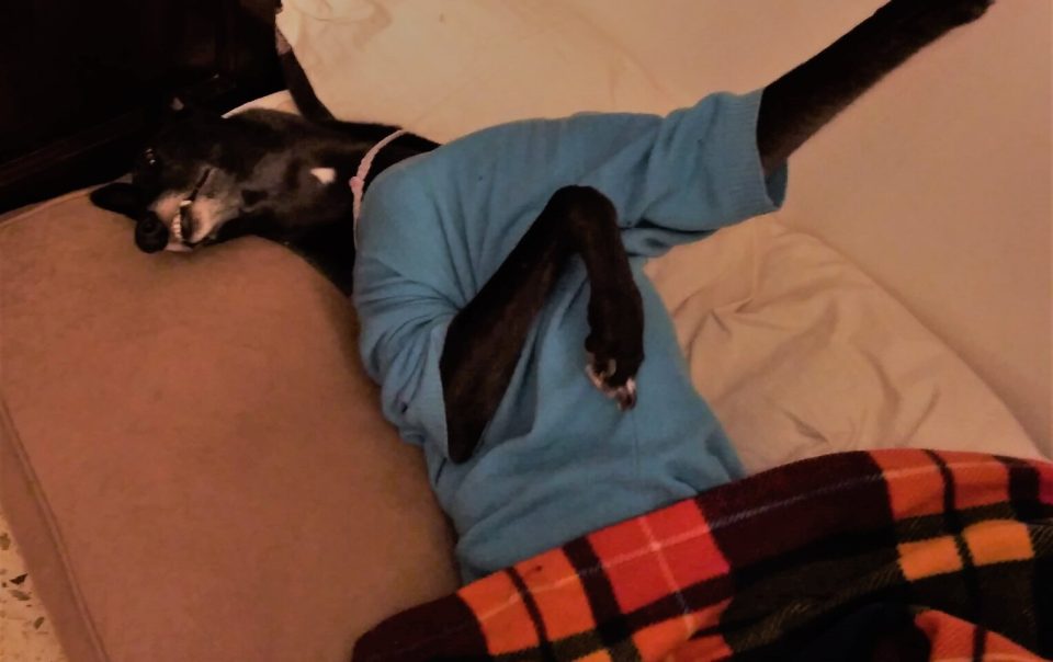 cane che dorme sotto le coperte