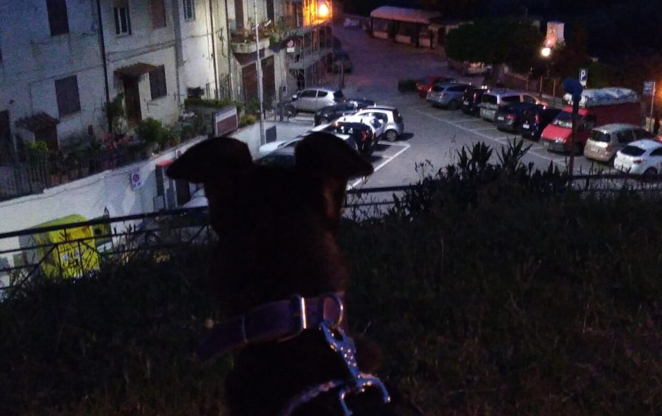 testa di cane mentre si affaccia su una piazza illuminata