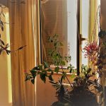piante e fiori in secondo piano una finestra socchiusa