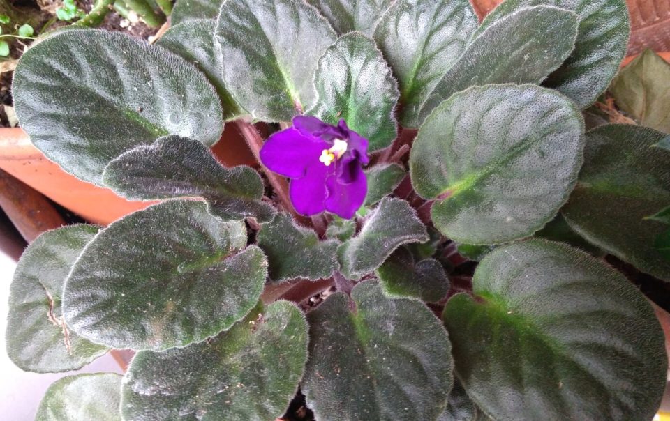 pianta di violetta