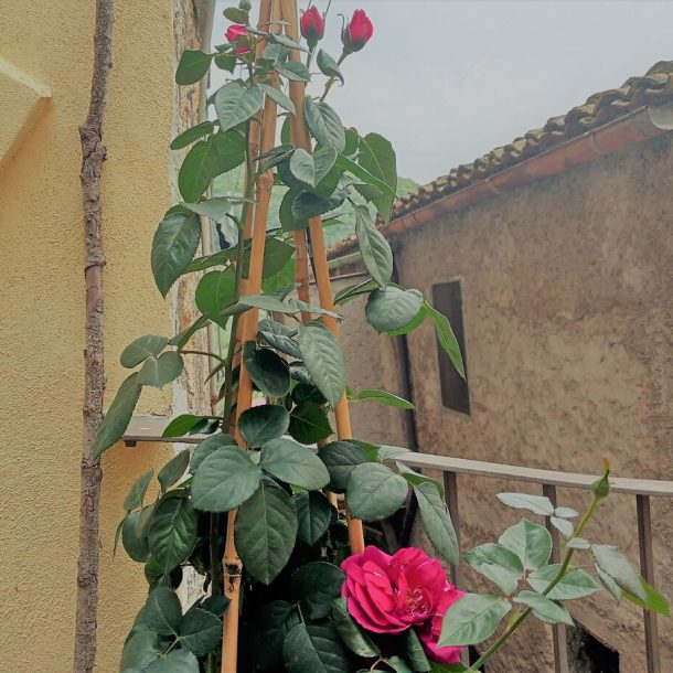 una pianta di rosa con boccioli e fiori