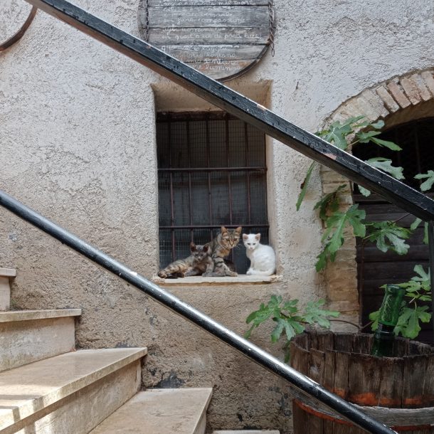 tre gatti su una finestra incorniciata da scalini, piante e ringhiera