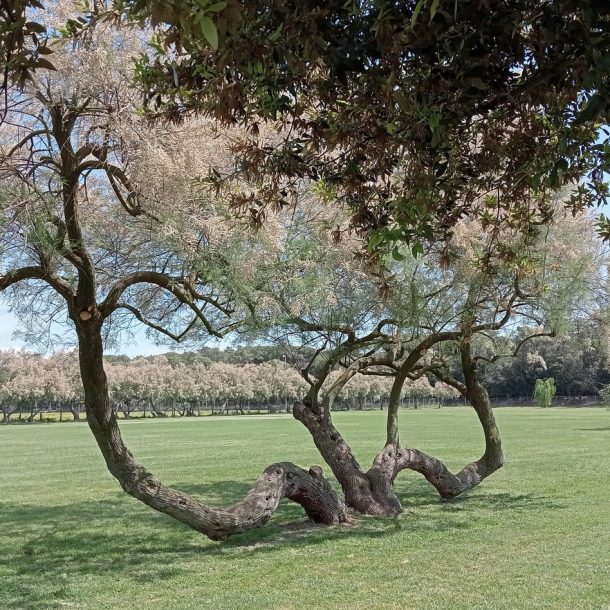 un albero particolare con tre rami che partono dal terreno