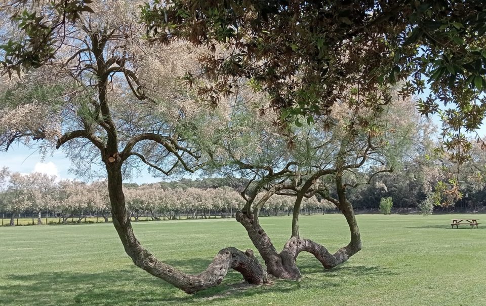 un albero particolare con tre rami che partono dal terreno