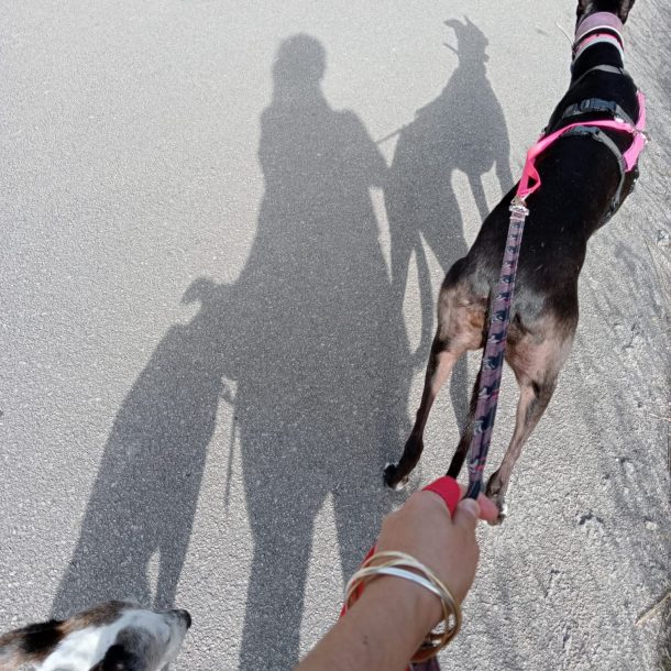 le ombre di una donna e due cani