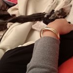 mano di donna in mezzo alle zampe di due cani, uno bianco e uno nero