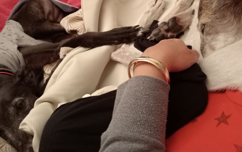 mano di donna in mezzo alle zampe di due cani, uno bianco e uno nero