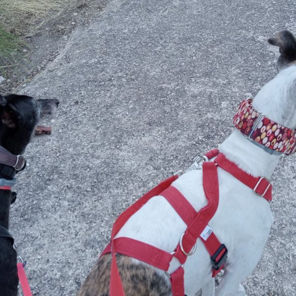 due cani levrieri che passeggiano visti dall'alto