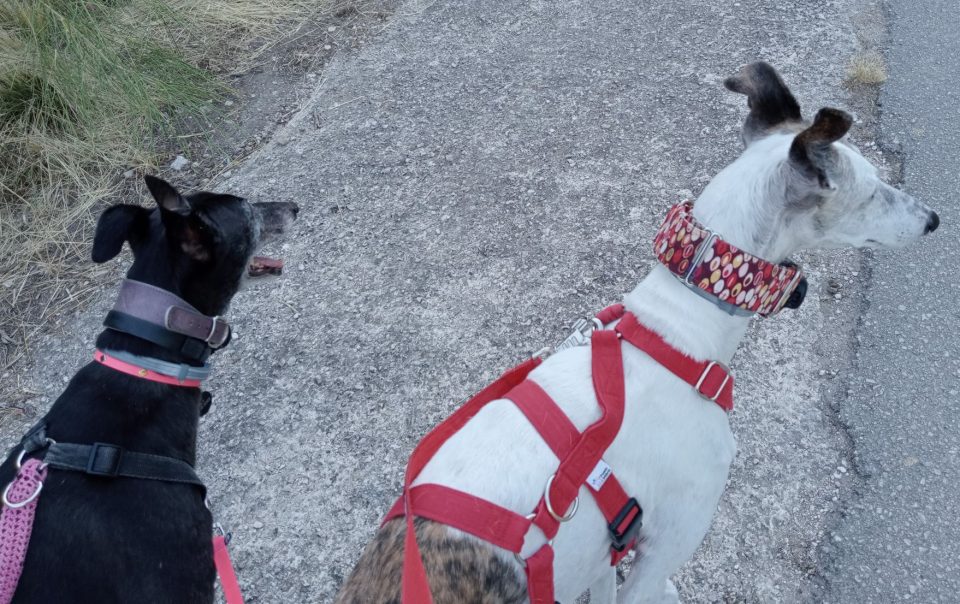 due cani levrieri che passeggiano visti dall'alto