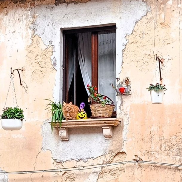 un gatto sul davanzale di una finestra in mezzo alle piante