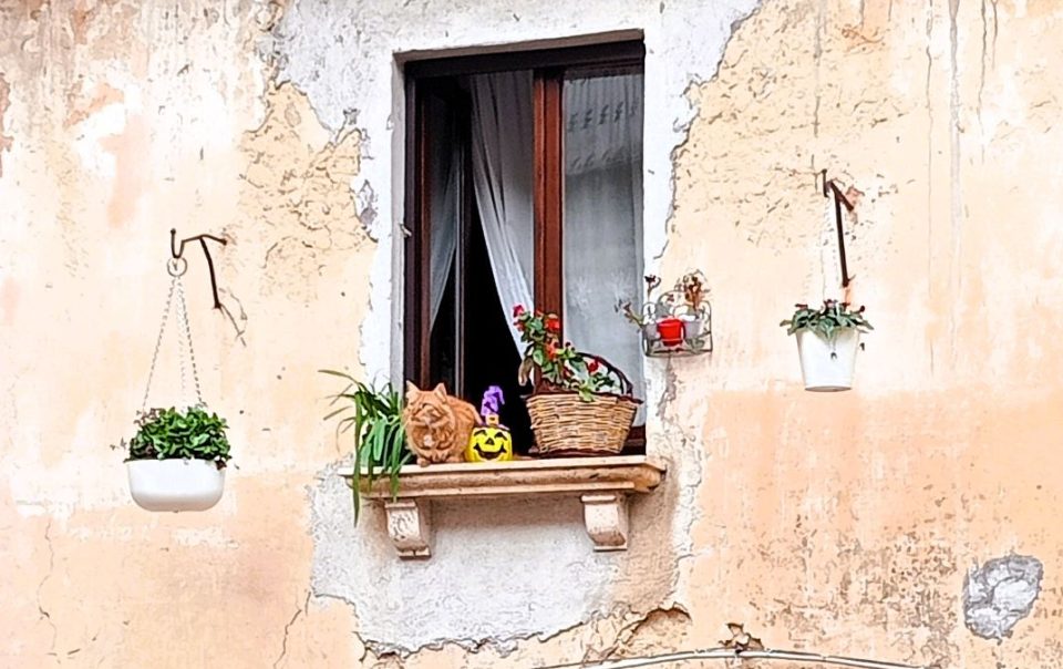 un gatto sul davanzale di una finestra in mezzo alle piante